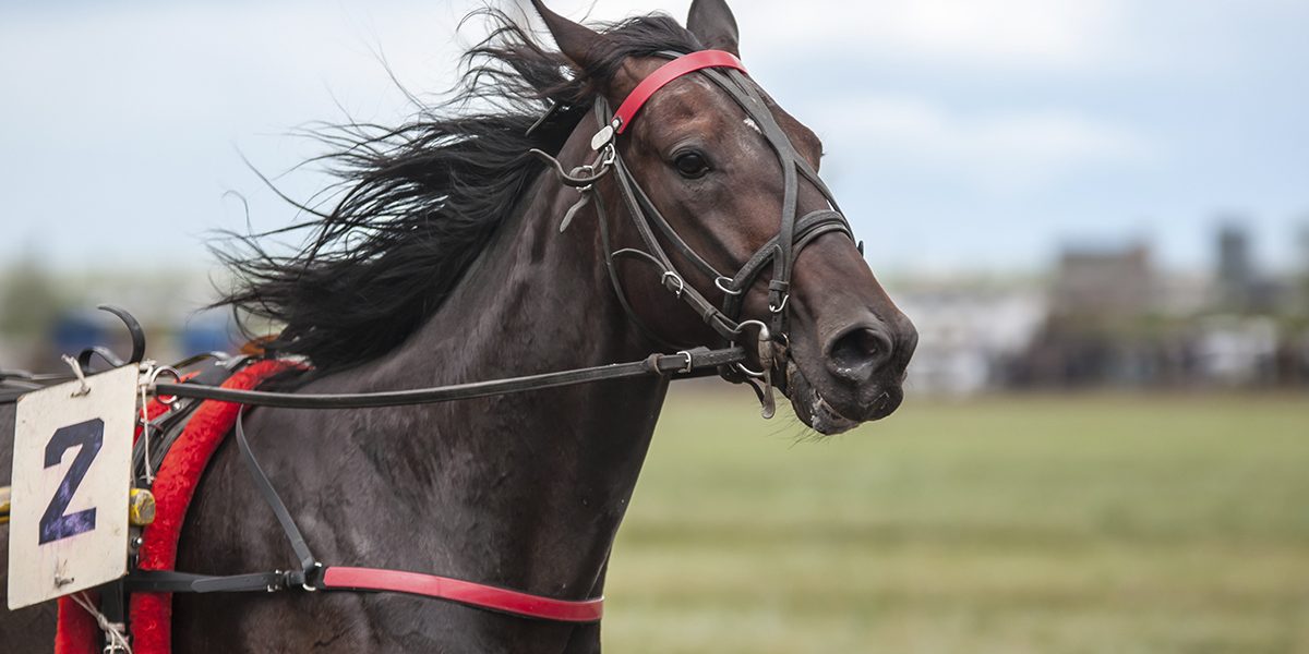 Как 325 състезателни коня пристигат в Токио за Олимпийски игри Как-325-състезателни-коня-пристигат-в-Токио-за-Олимпийски-игри