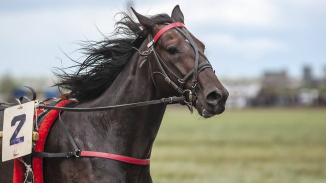 Как 325 състезателни коня пристигат в Токио за Олимпийски игри Как-325-състезателни-коня-пристигат-в-Токио-за-Олимпийски-игри